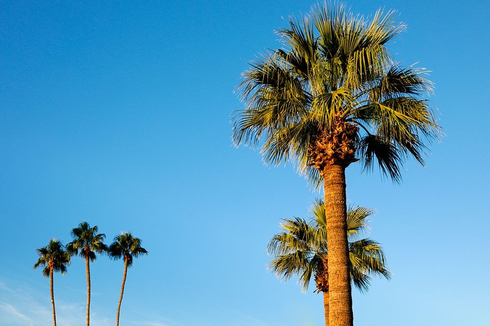Palm trees-Carefree-Arizona